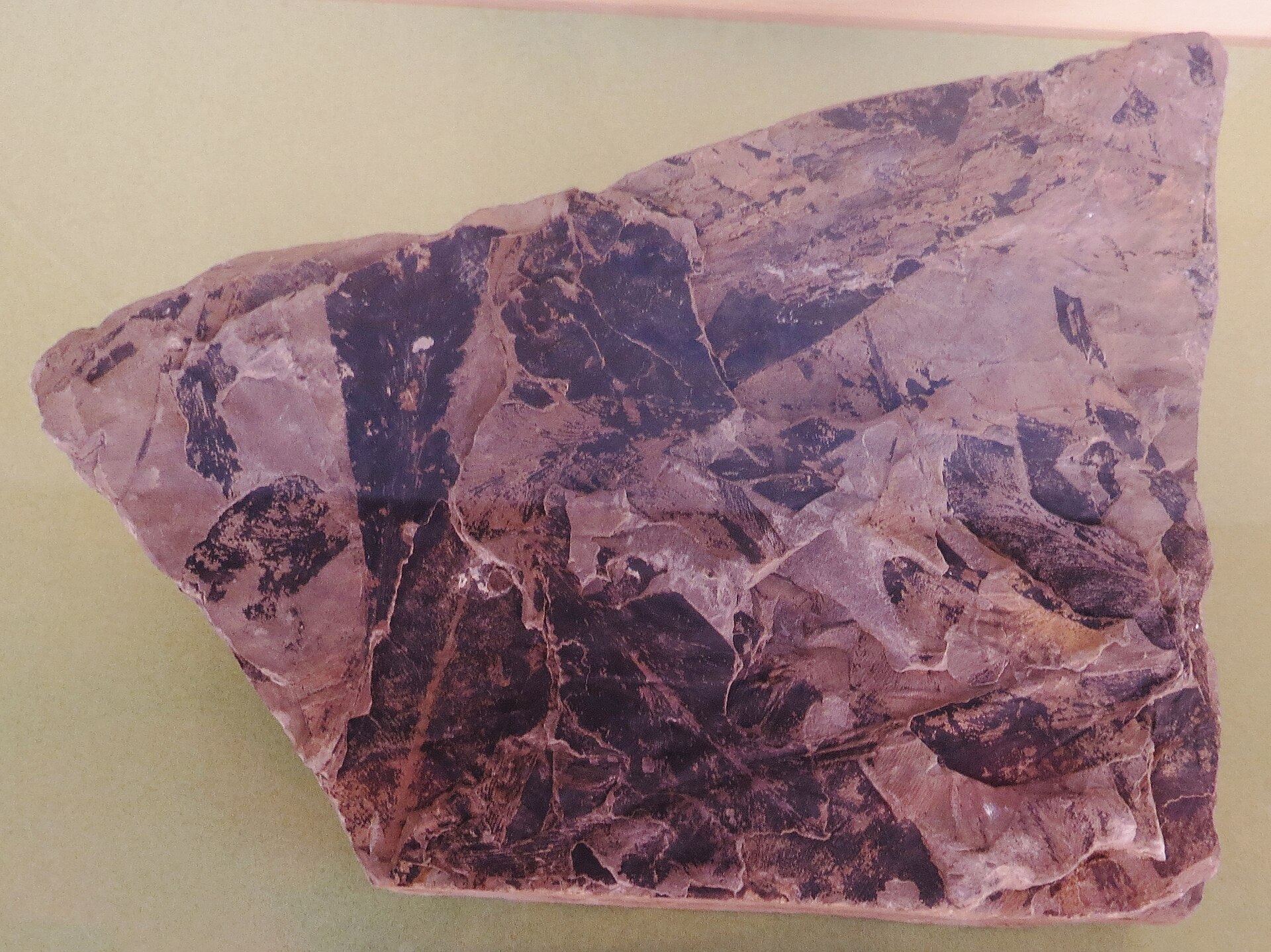 Glossopteris browniana 255 maf Australia