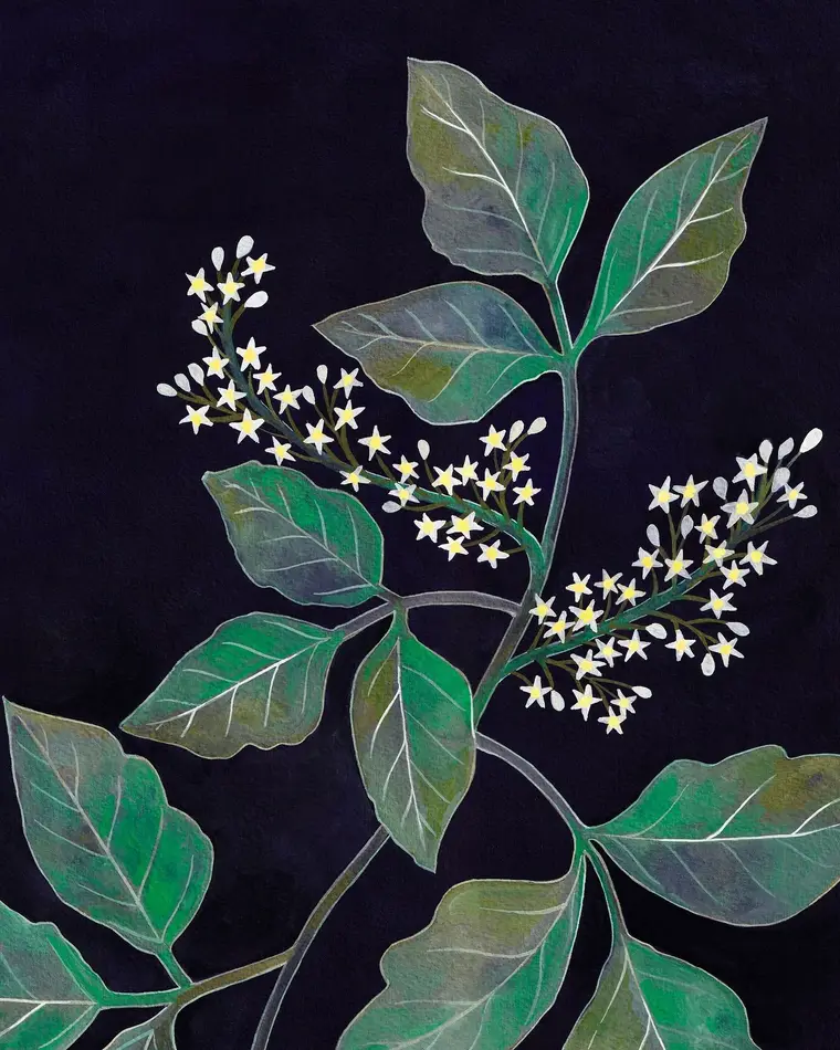 A Teoria da Assinatura: A Conexão entre Plantas e Humanos