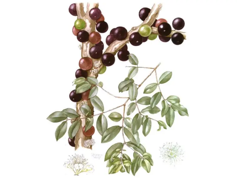 Açaí: O Fruto Sagrado na Cultura Amazônica