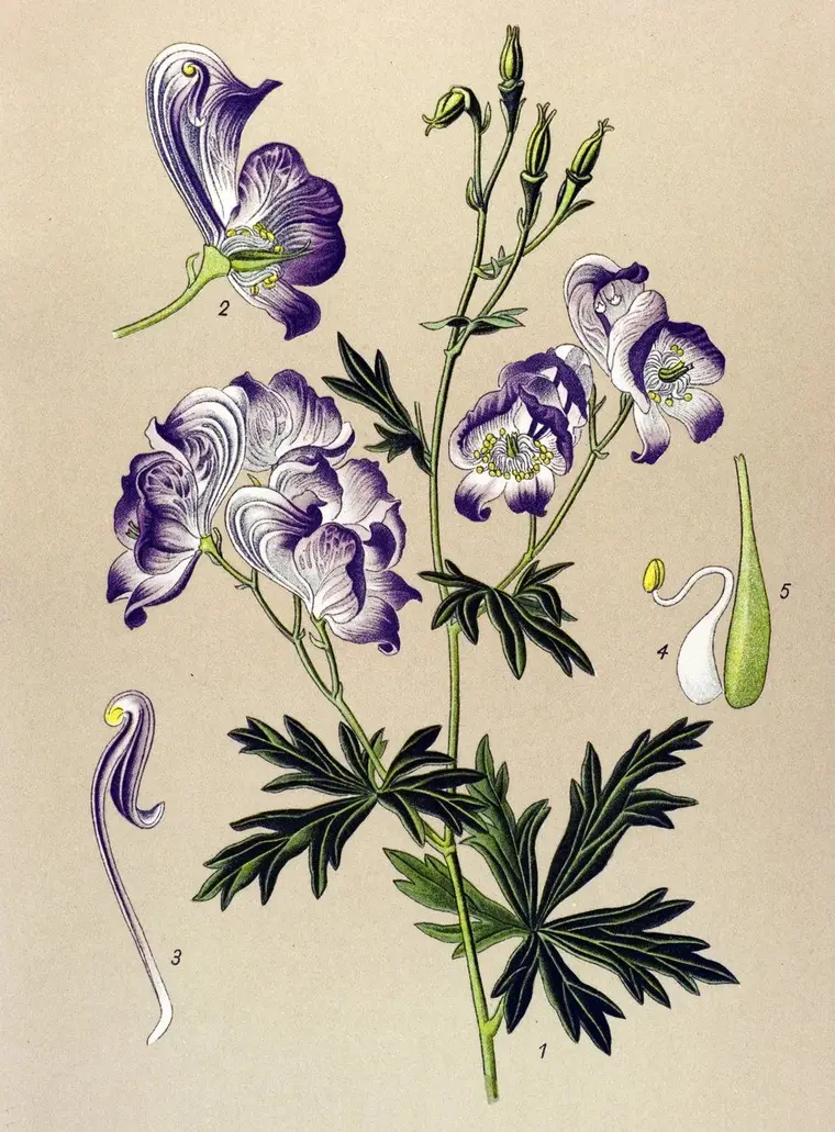 Aconitum: A Planta da Morte e da Transformação