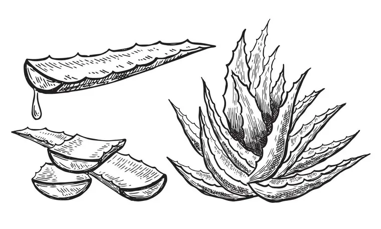 Aloe Vera: A Planta da Cura e da Regeneração