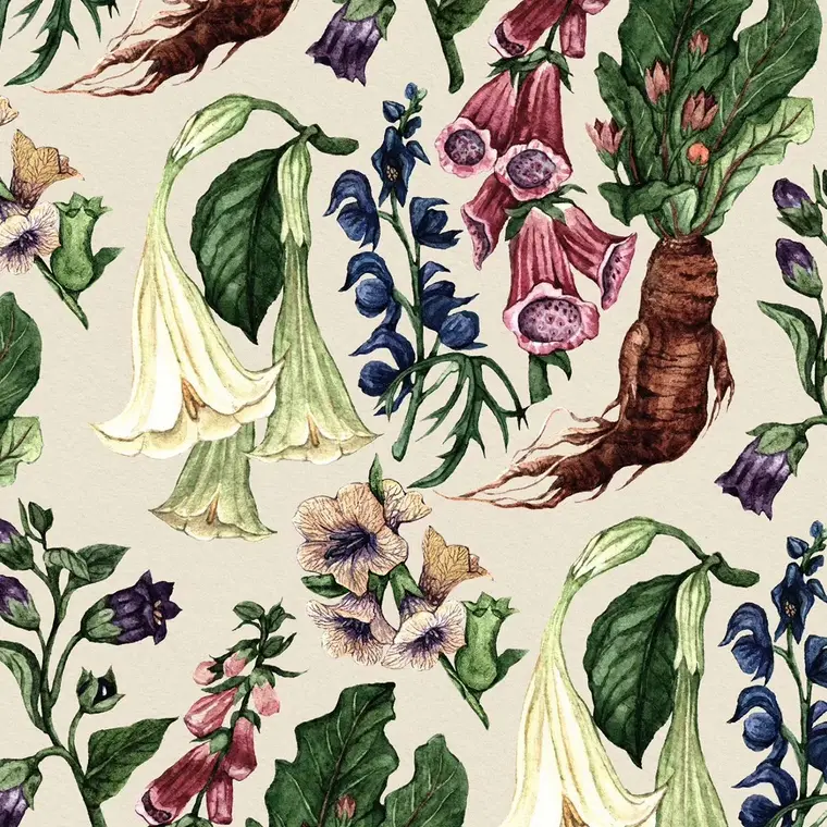 Arruda, Guiné e Espada-de-São-Jorge: As Três Plantas de Proteção