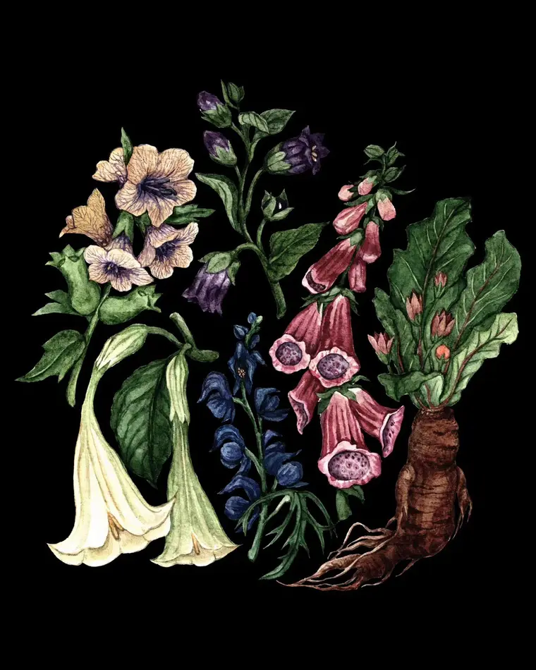 As Plantas da Bruxaria Europeia: Mandrágora, Beladona, Meimendro e Acônito