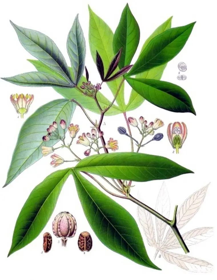 Ayahuasca e San Pedro: O Uso Ritual das Plantas Sagradas na Cultura Xamânica
