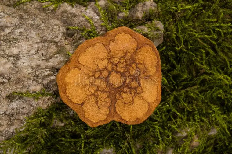 Ayahuasca e Xamanismo: A Relação entre a Planta Sagrada e a Tradição Xamânica Amazônica