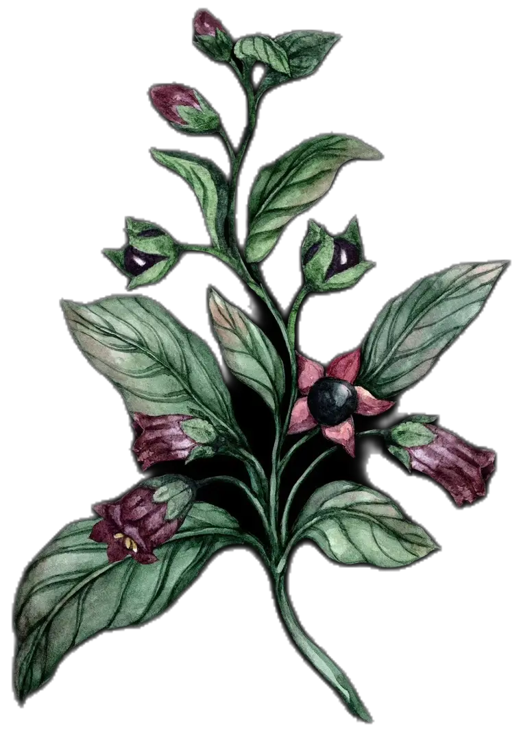 Galphimia: A Planta da Purificação e da Proteção na Tradição Afro-Brasileira