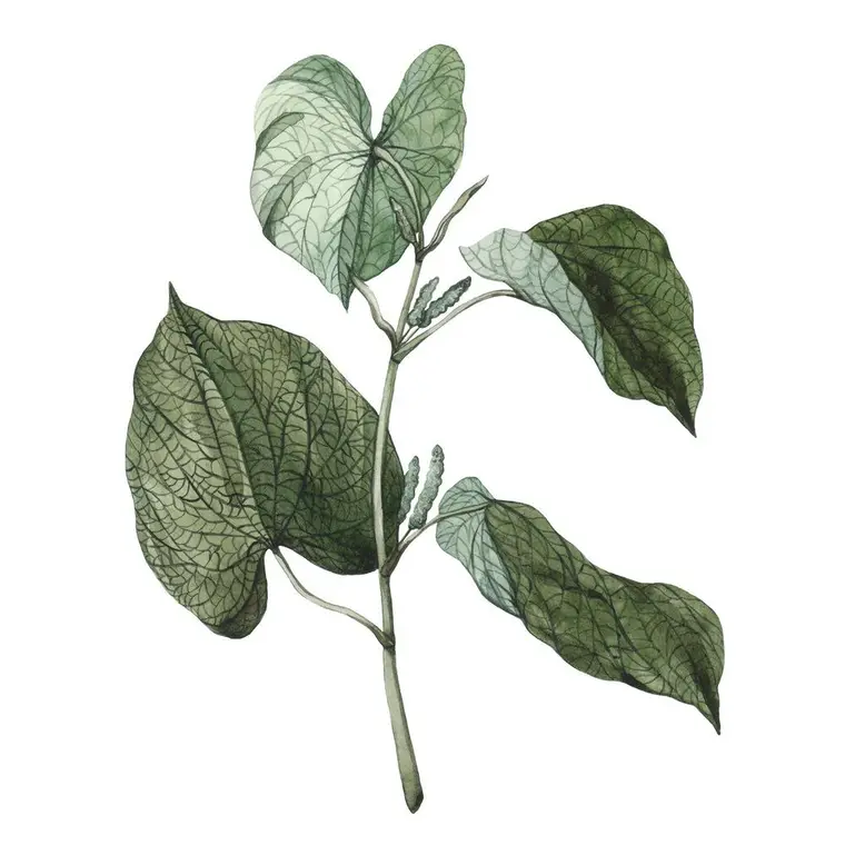 Kava: A Planta da Tranquilidade na Cultura Pacífica