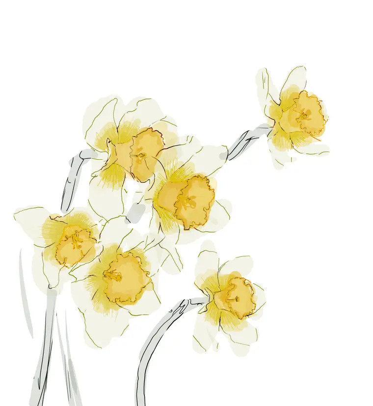 Narciso: A Planta da Auto-Reflexão e da Introspecção na Tradição Mágica