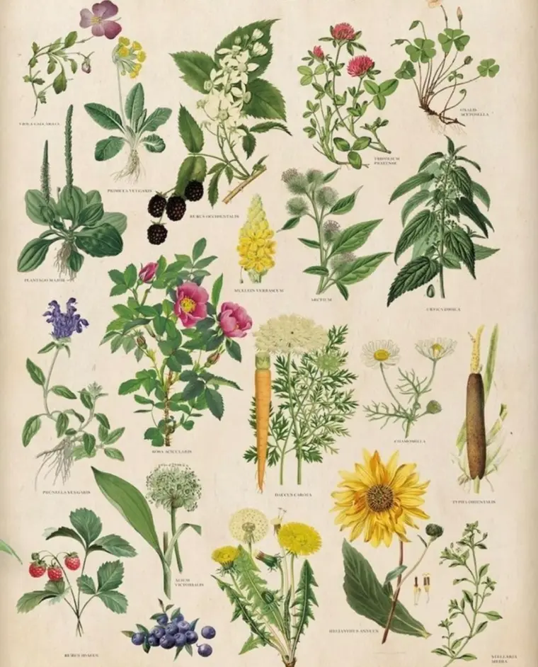 O Papel das Plantas Medicinais no Curanderismo Mexicano