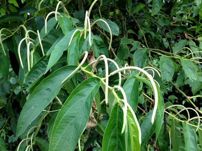 Pimenta Longa: O Uso Alquímico e Mágico