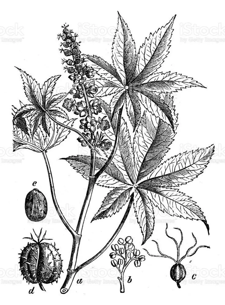 Sanango: O Uso Ritualístico da Planta Sagrada