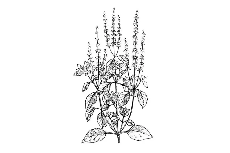Tulsi: A Utilização da Planta na Tradição Ayurvédica e Mágica
